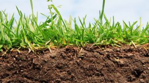 Способи відбору зразків ґрунту та рослин