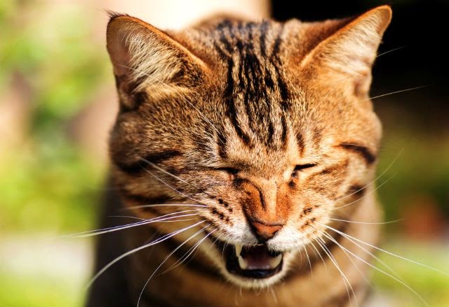 Из-за чего возникает кашель у кота Из-за чего возникает кашель у кота