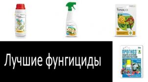 Зачем нужны фунгициды