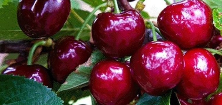 Саженцы черешни: как выбрать и где посадить