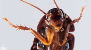 Назви таргана іменем колишнього: у Миколаївському зоопарку пройде акція до Дня Валентина