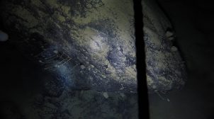 Подо льдами Антарктики ученые обнаружили странных существ. ФОТО