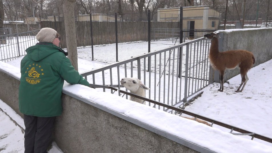Директор Одеського зоопарку показав, у яких умовах зимують тварини звіринця. Фоторепортаж