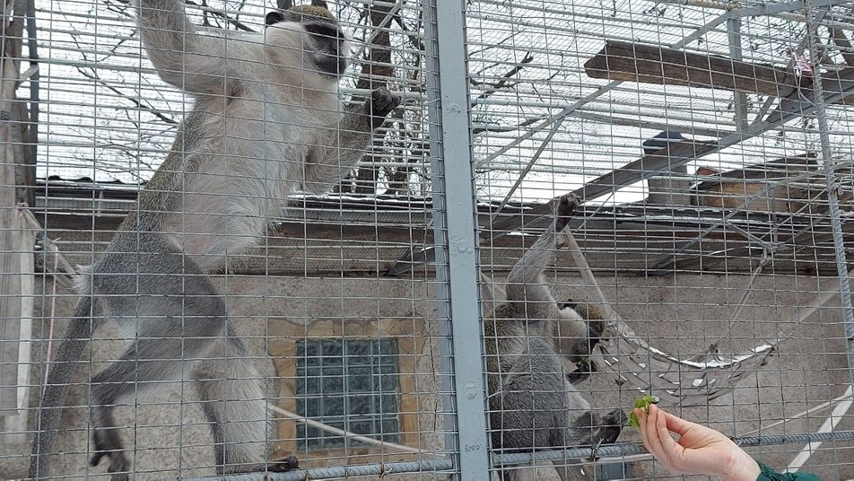 Директор Одеського зоопарку показав, у яких умовах зимують тварини звіринця. Фоторепортаж