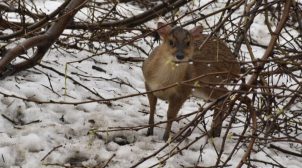 Директор Одеського зоопарку показав, у яких умовах зимують тварини звіринця. Фоторепортаж