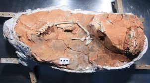 Ученые впервые восстановили мозг динозавра
