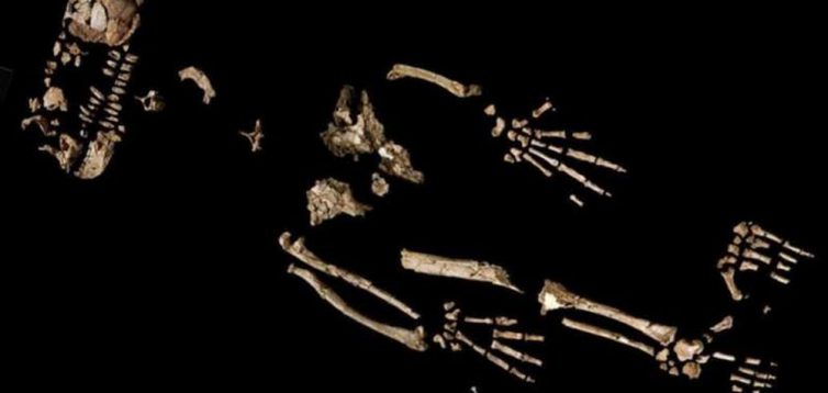 Вчені пояснили, як еволюція кінцівок поставила наших предків на ноги