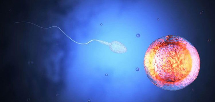 Американские ученые-биологи заявили, что у мужчин могут полностью исчезнуть сперматозоиды
