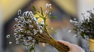 Украинцев предупреждают о холоде и дождях в Вербное воскресенье