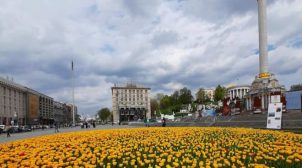 В центре Киева зацвели тысячи тюльпанов. ФОТО