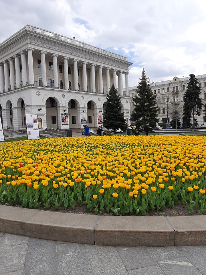 У центрі Києва зацвіли тисячі тюльпанів. ФОТО