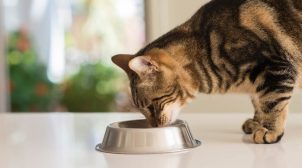 (Рус) Чем популярны корма для котов от ТМ Акана