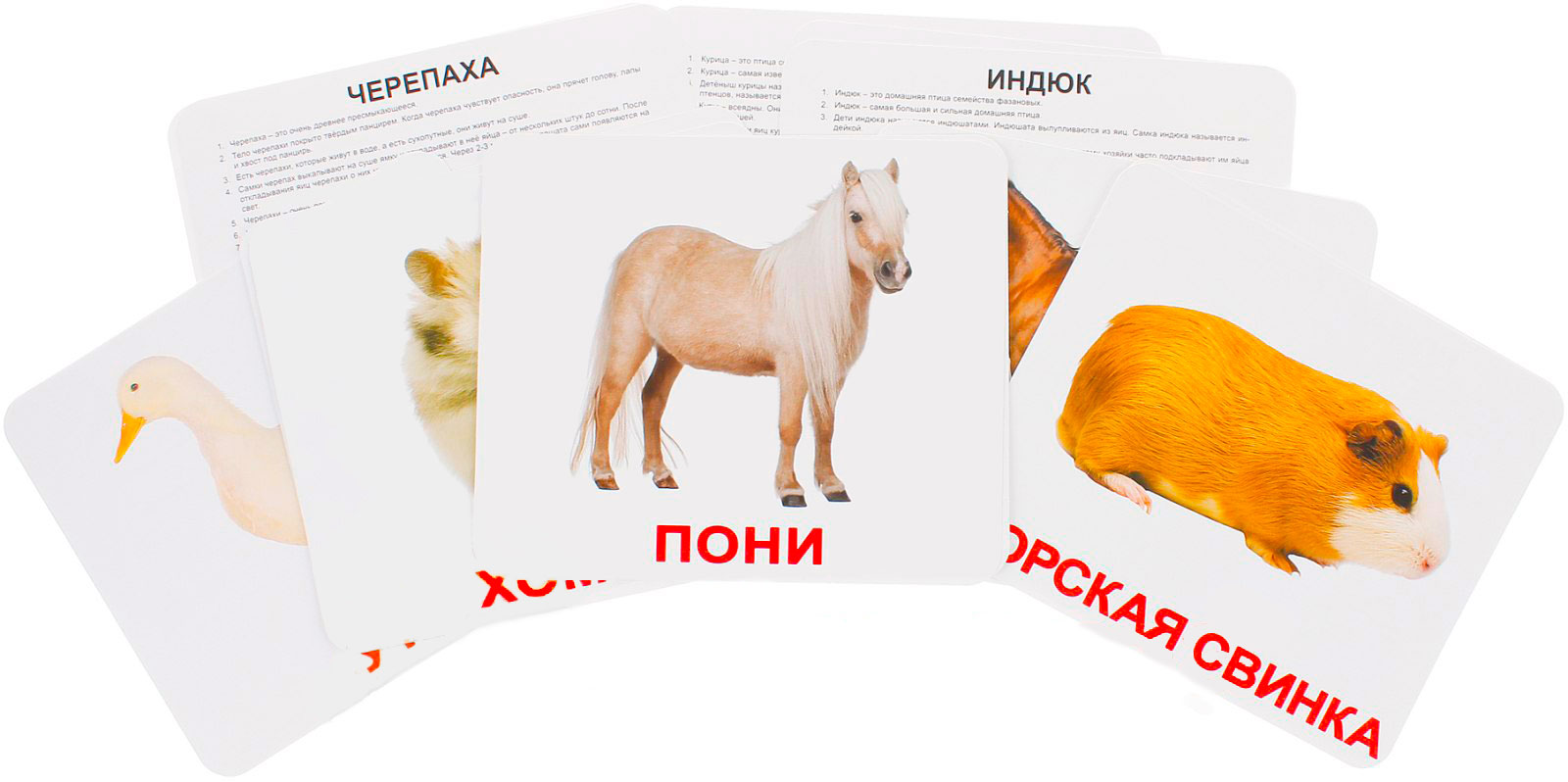 Для чего нужны карточки Домана Для чего нужны карточки Домана