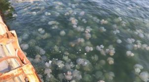 Заполонившие Азовское море медузы, испортили отдых тысячам украинцев
