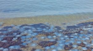 Причиной нашествия медуз в Азовском море стал Керченский мост