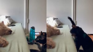Наглый кот избил мирно спящего пса. ВИДЕО