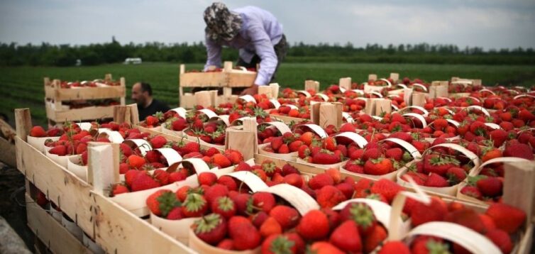 Співробітників російського автозаводу через санкції відправляють на збір полуниці