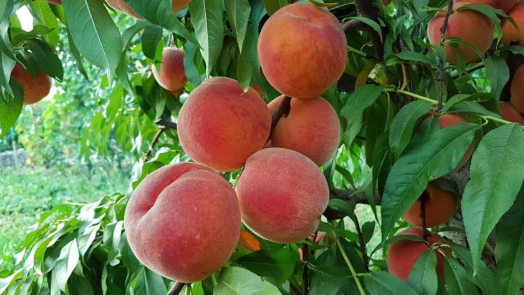 Какие сорта персика лучше выбрать для посадки