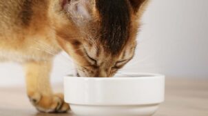(Укр) Збалансований раціон для здоров’я котів від магазину PetMart