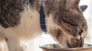 Корм для пожилых кошек: какие особенности нужно учитывать