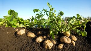 Картопля посадкова: як обрати, підготувати та посадити правильно